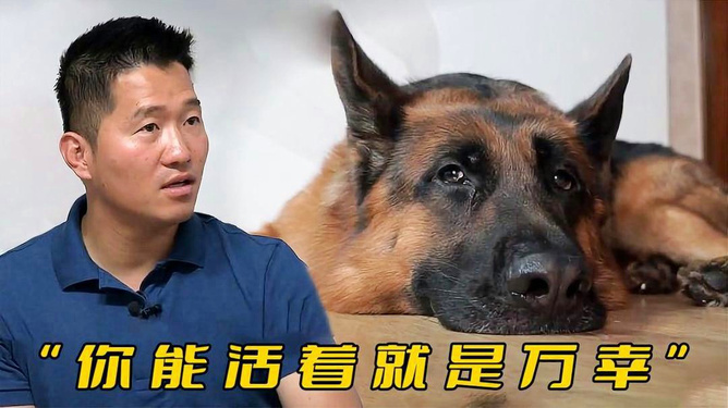 警犬被通报，上班死气沉沉到处尿尿