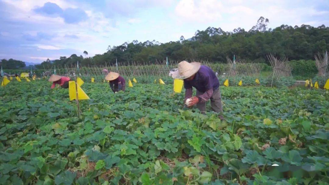 槐树村民委员会最新项目，乡村振兴的绿色实践