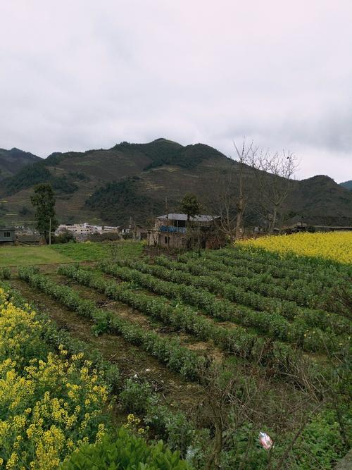 崎岭乡最新天气预报